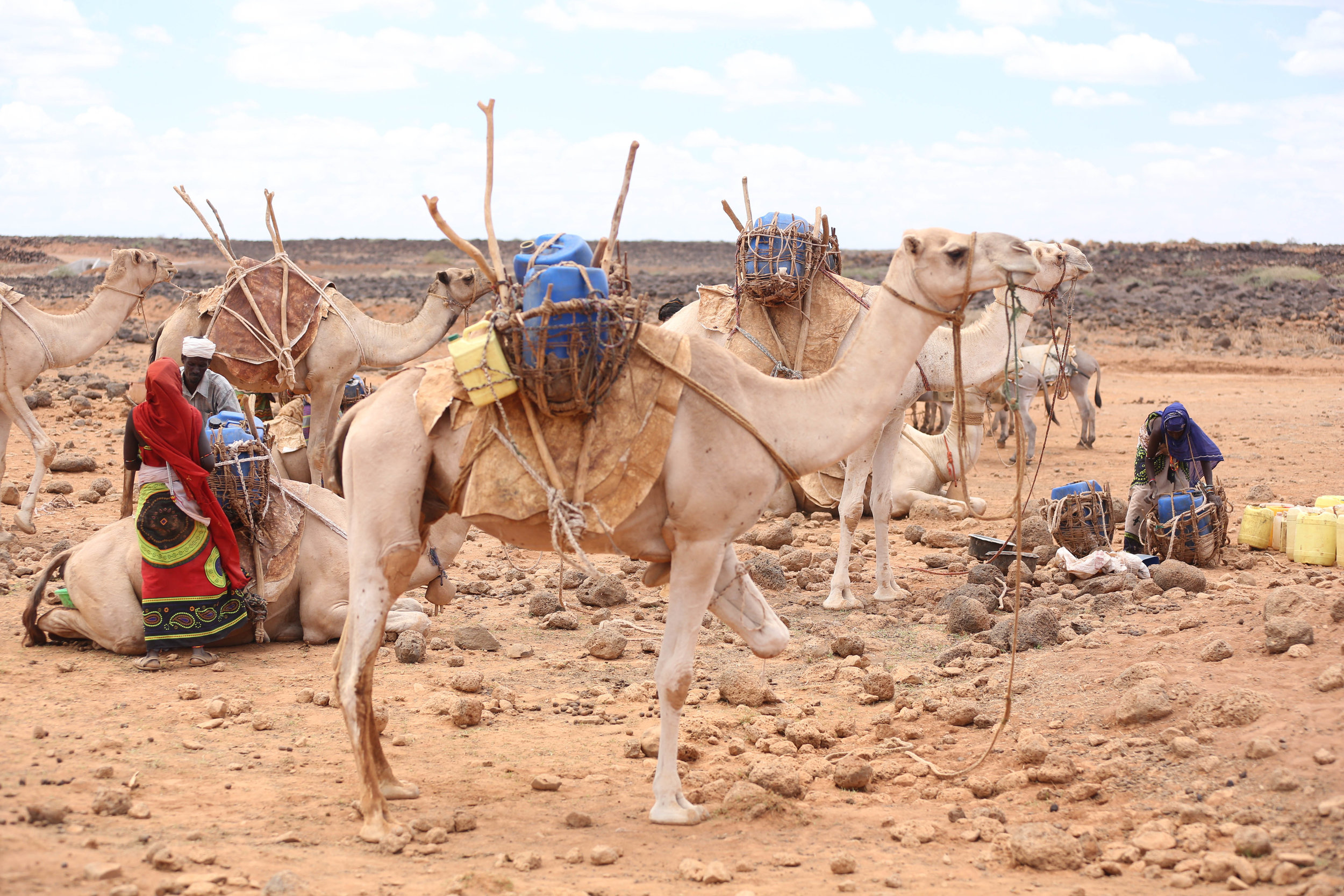 camel-2938.jpg