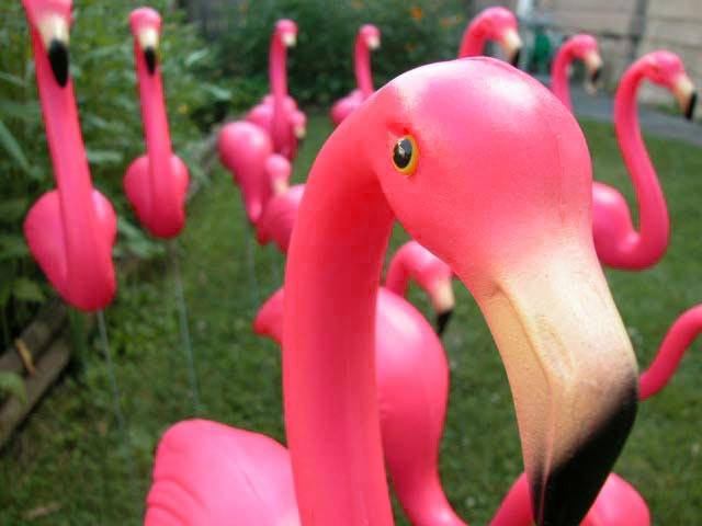 flamingo